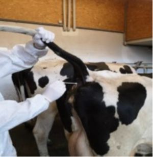 Probenahmeverfahren - Rektaltupfer