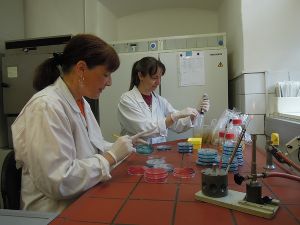 Foto vom Labor Salmonella Geflügel