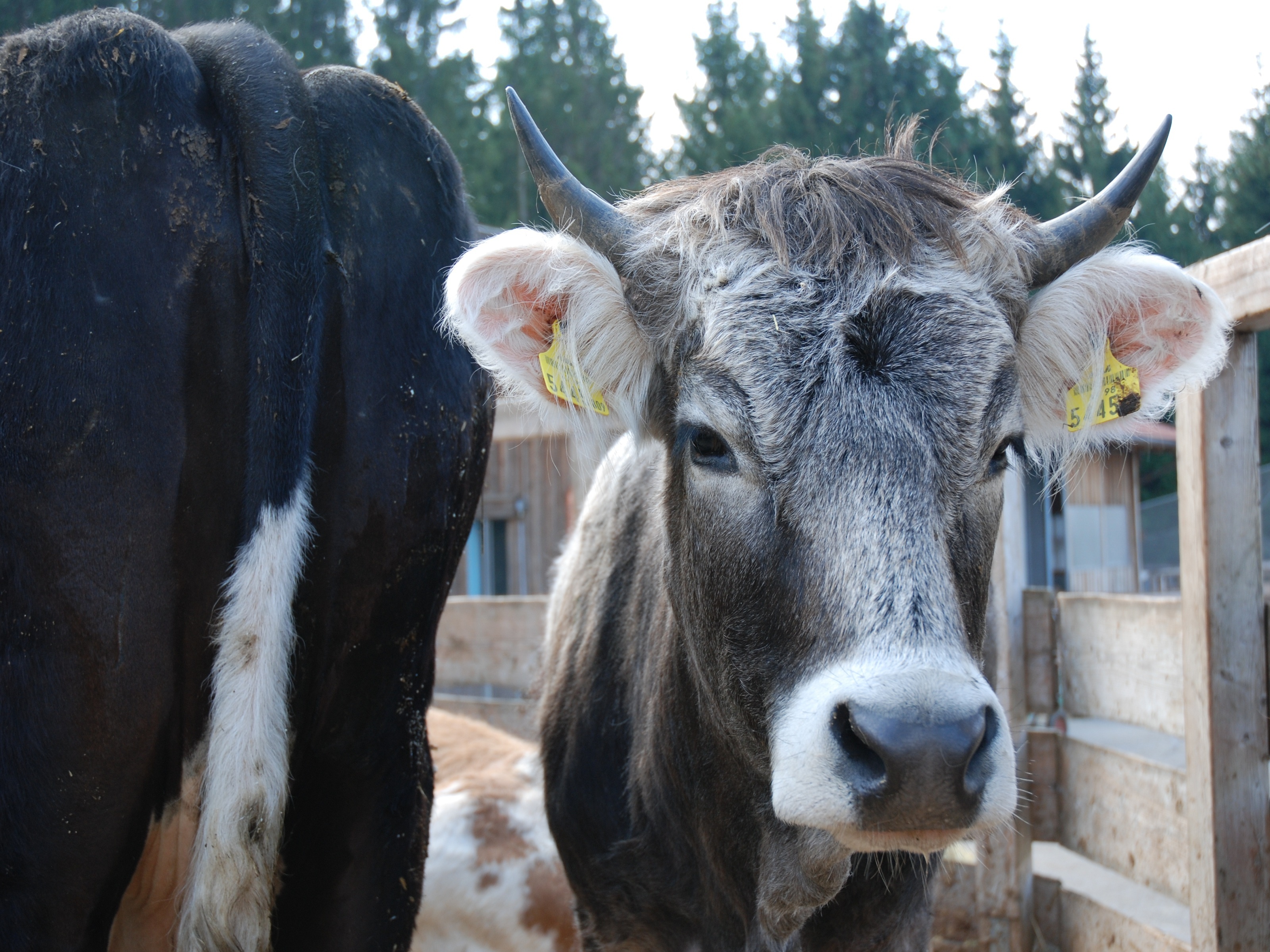 Bild von zwei Kühen eine von vorne und eine von hinten als Symbol für Probeneinsendungen von Tierärzten © Sabine Jaunegg