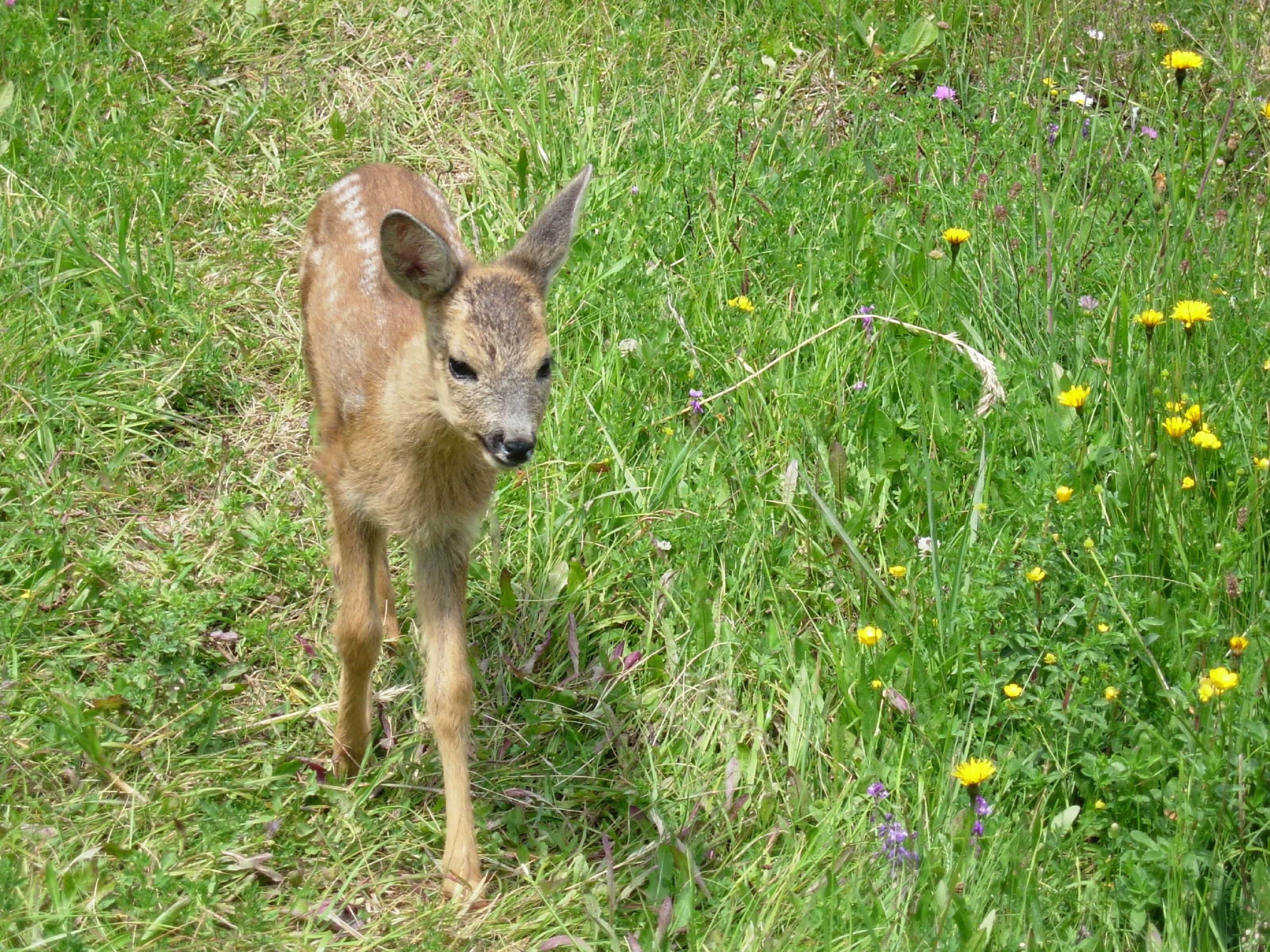 Bild von einem Kitz im Gras als Symbol für Probeneinsendungen von Jägern © Sabine Jaunegg