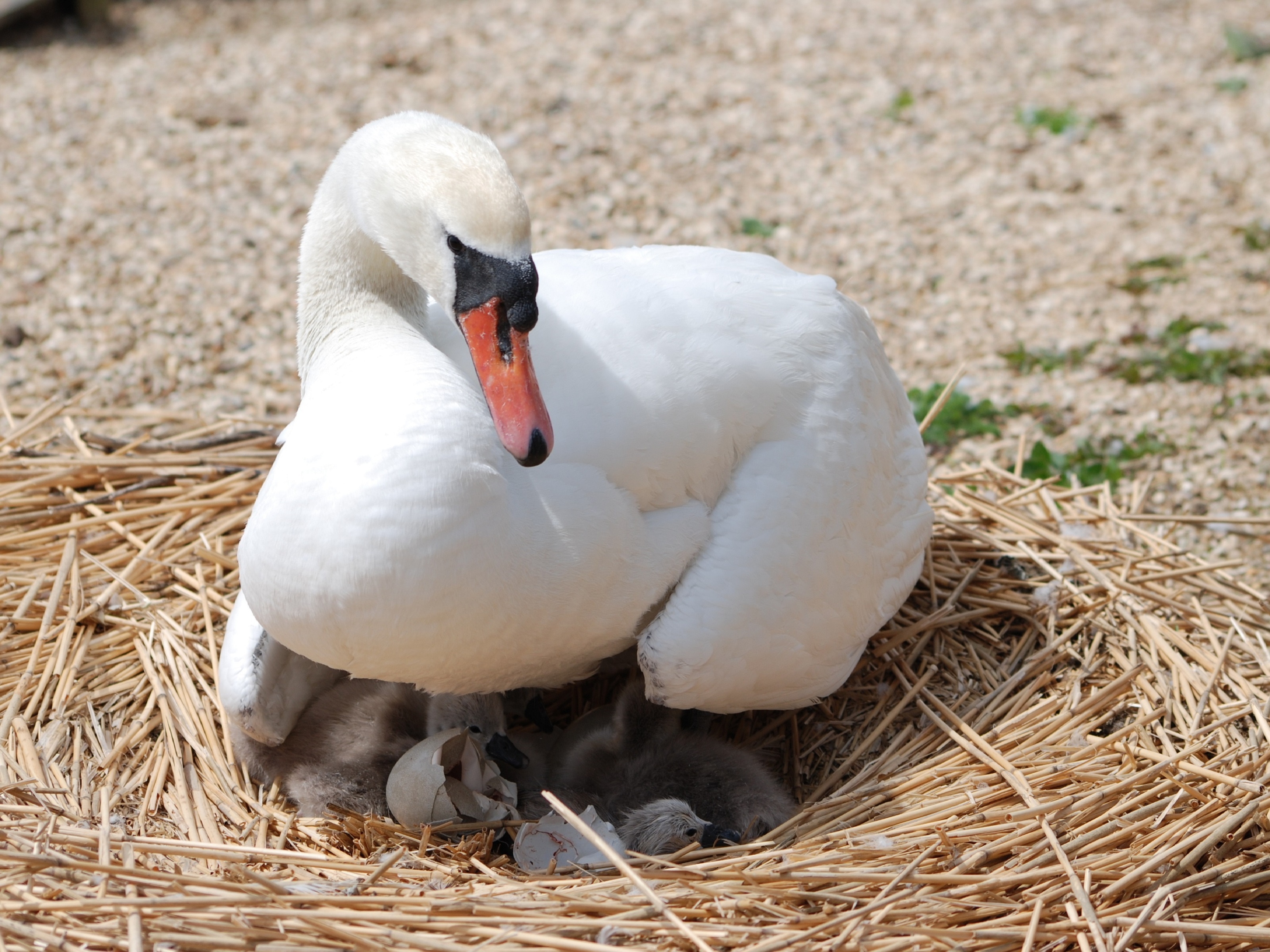 Bild von Schwan mit Küken als Symbol für mikrobiologische Untersuchungen © Sabine Jaunegg