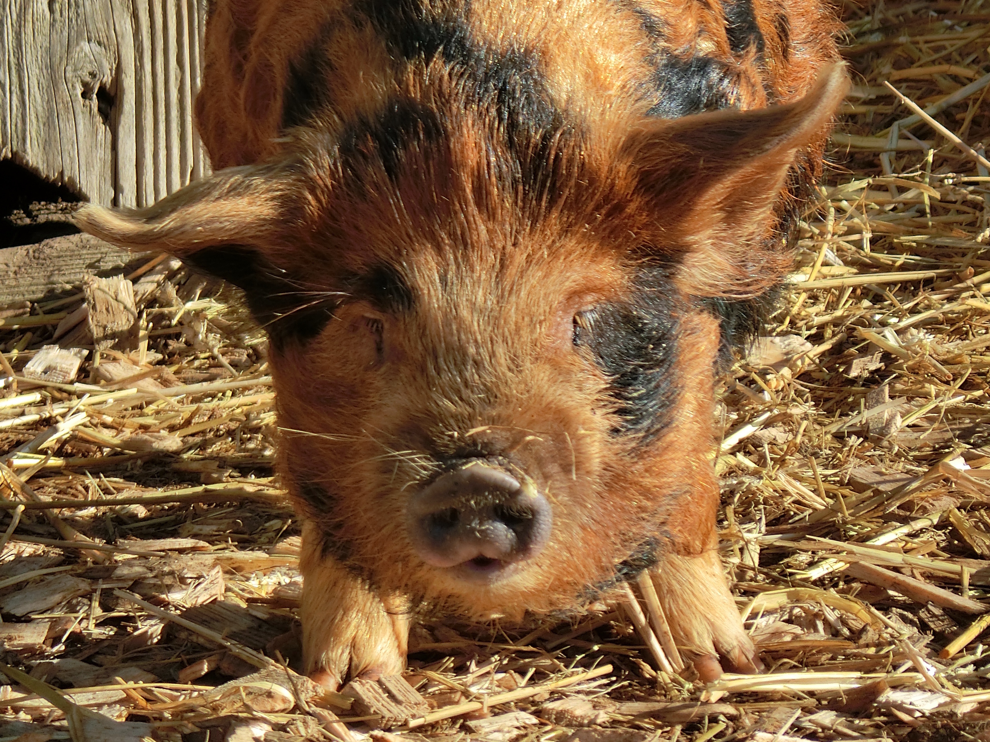 Bild von Schwein als Symbol für mikrobiologische Untersuchungen © Sabine Jaunegg