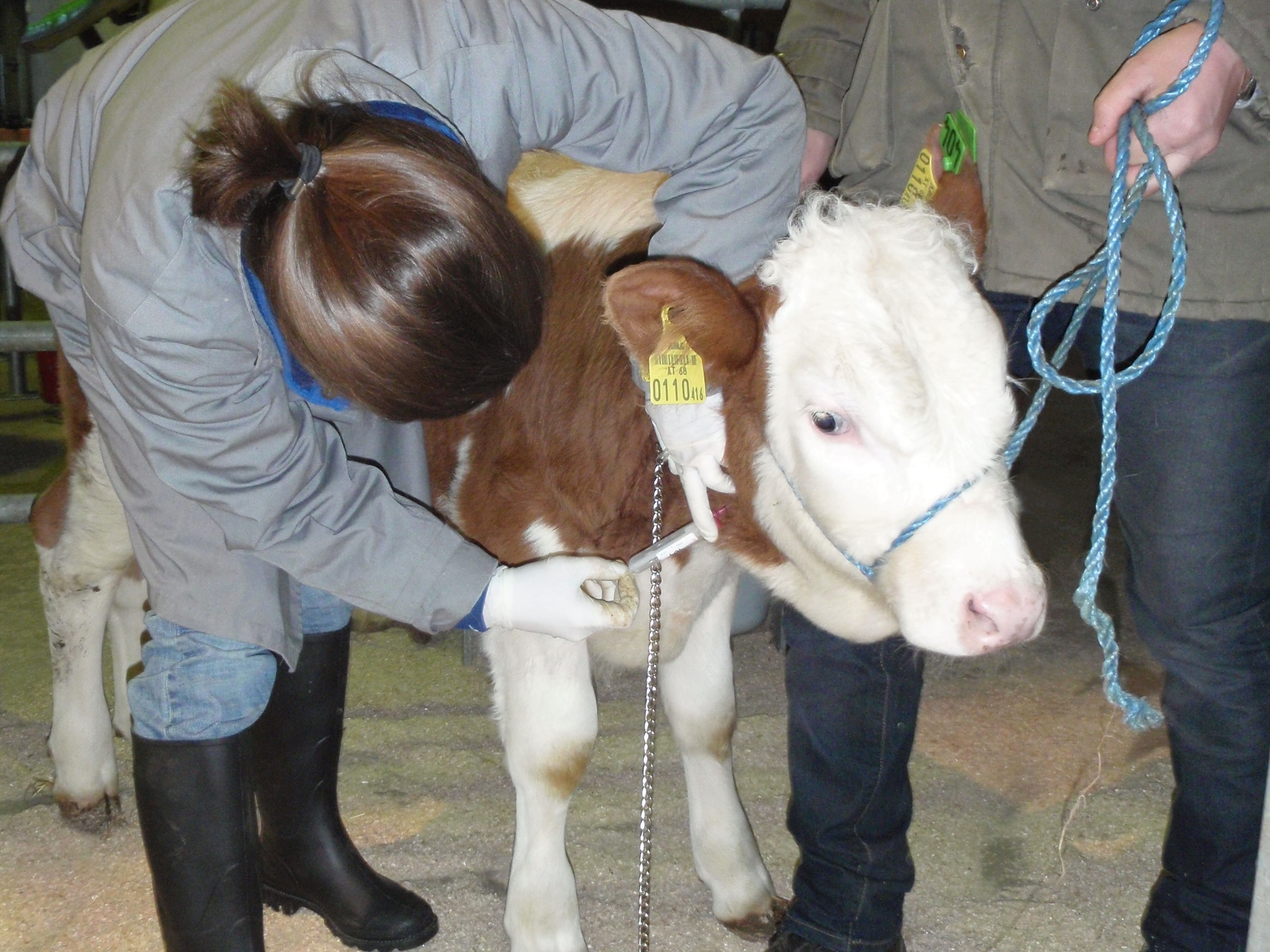 Tierseuchen © Veterinärdirektion Stmk.