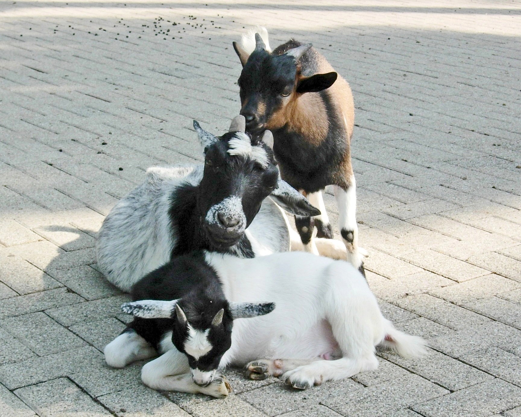 Blauzungenkrankheit (Bluetongue Disease, BT) © Sabine Jaunegg