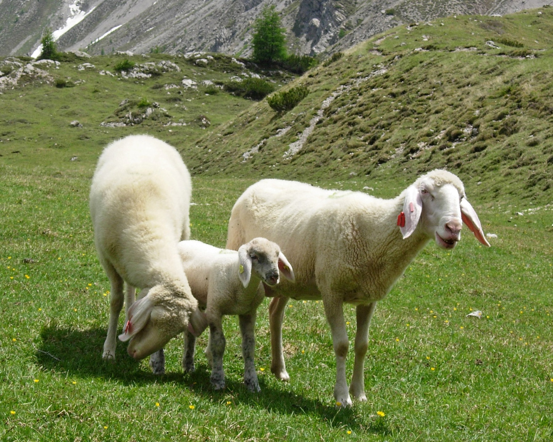 Bovine Virusdiarrhoe (BVD) © Sabine Jaunegg
