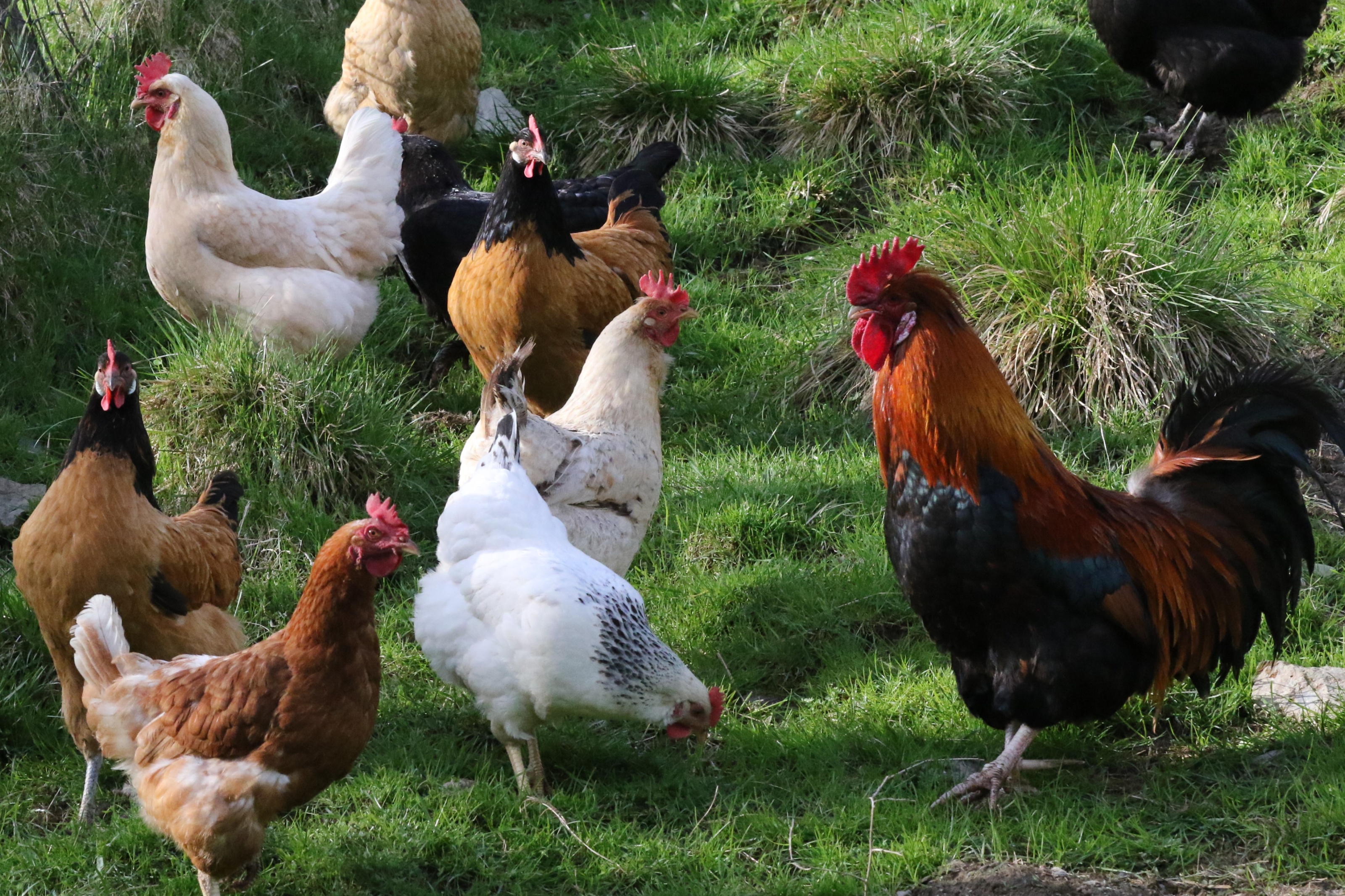Newcastle Disease © icon