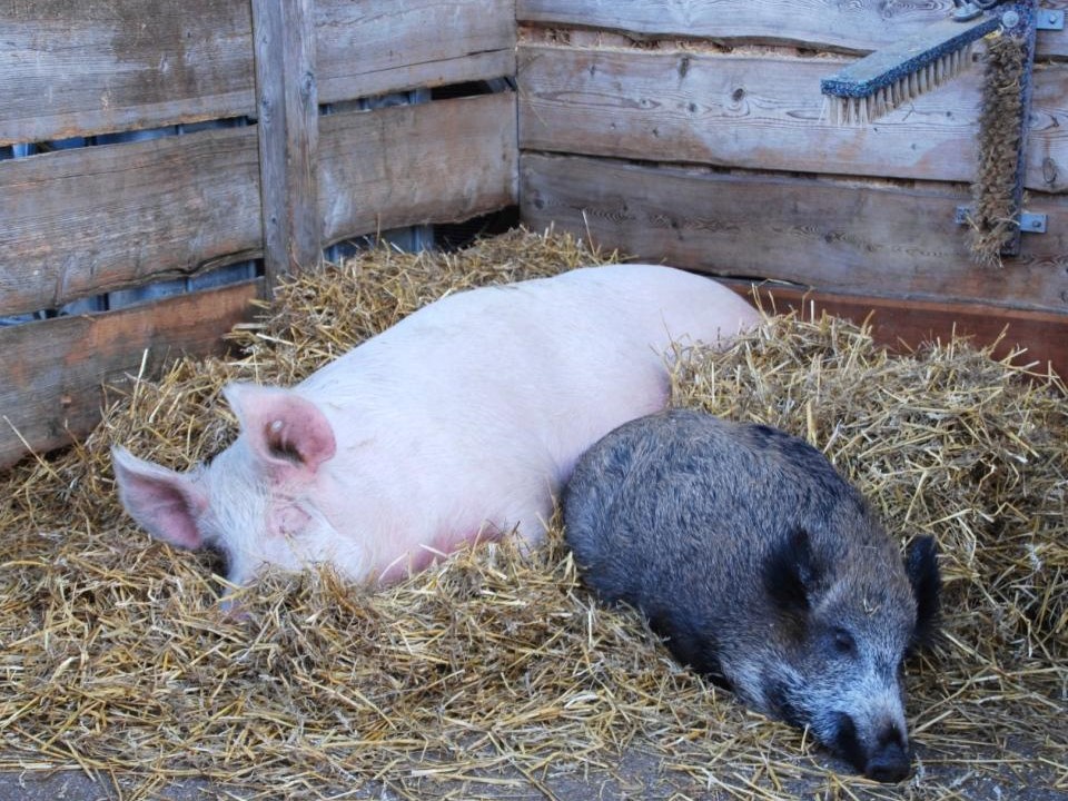 Bild von Schweinen als Symbol für Afrikanische Schweinepest © Sabine Jaunegg