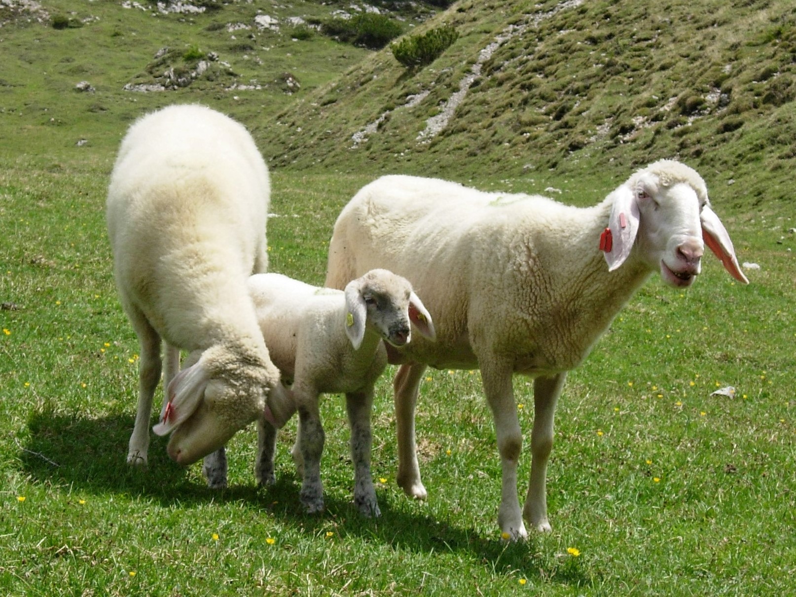 Bild von Schafen als Symbol für Bovine Virusdiarrhoe © Sabine Jaunegg
