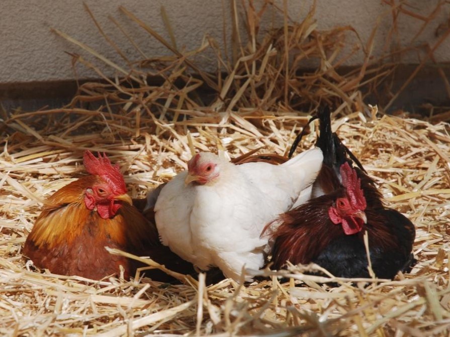 Bild von Hühnern im Stroh liegend als Symbol für Vogelgrippe © Sabine Jaunegg