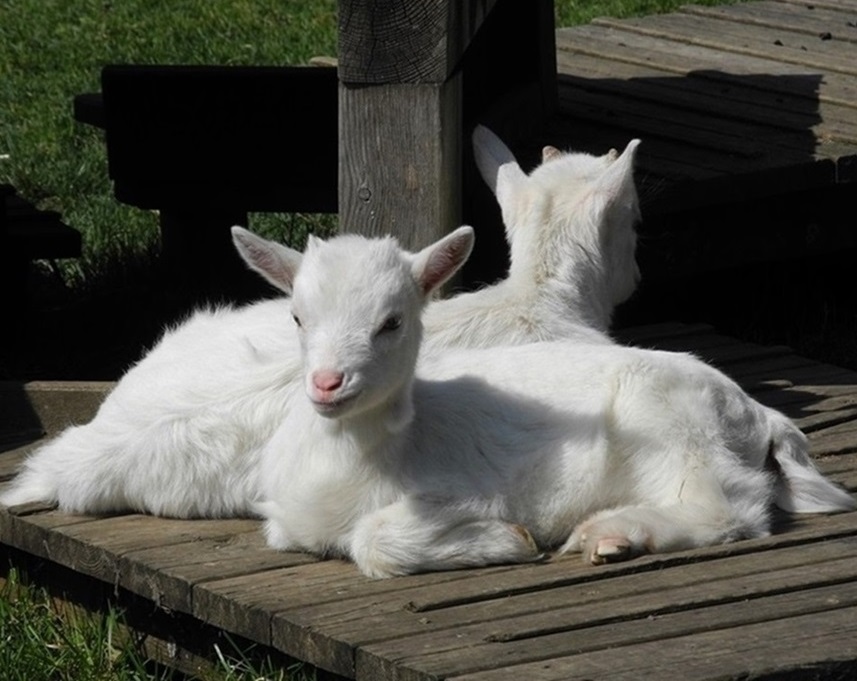Bild von zwei jungen Ziegen als Symbol für Schaf- und Ziegenpocken © Sabine Jaunegg