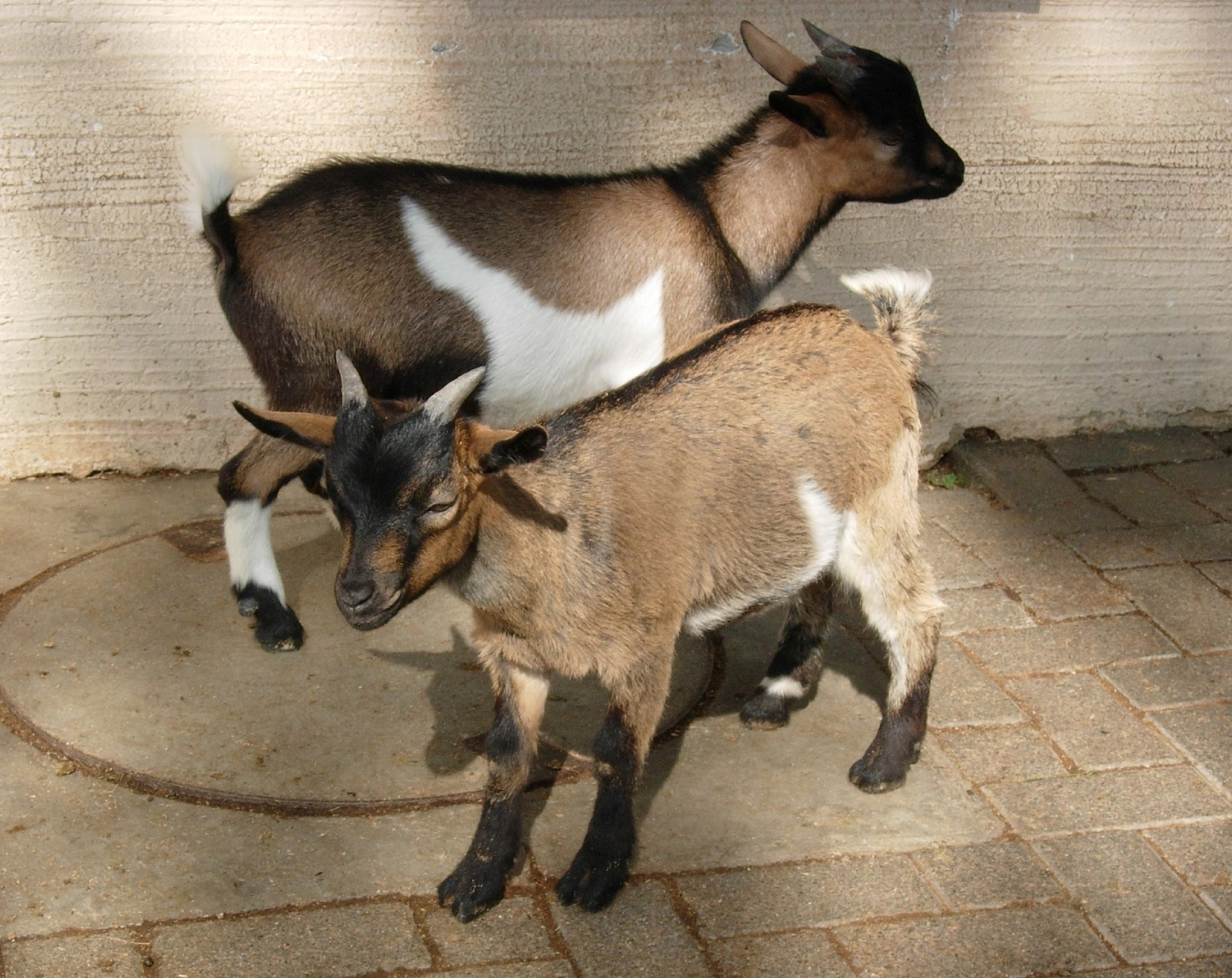 Bild von zwei Ziegen als Symbol für Schaf- und Ziegenpocken © Sabine Jaunegg