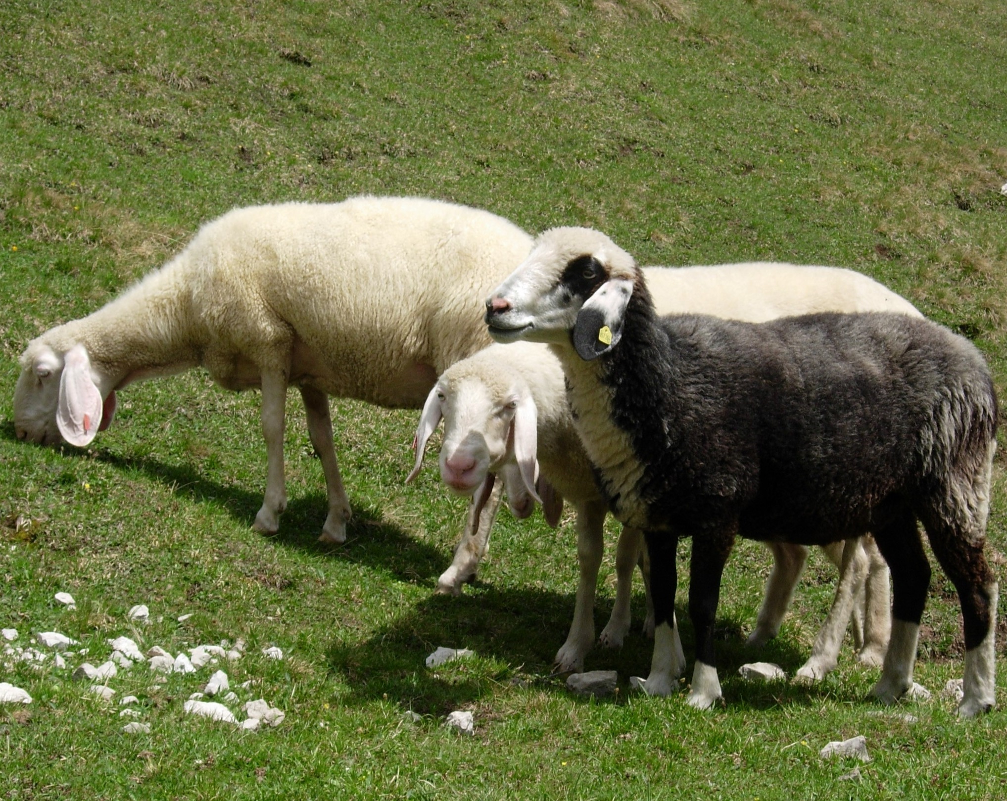 Bild von drei Schafen als Symbol für die Pest der kleinen Wiederkäuer © Sabine Jaunegg